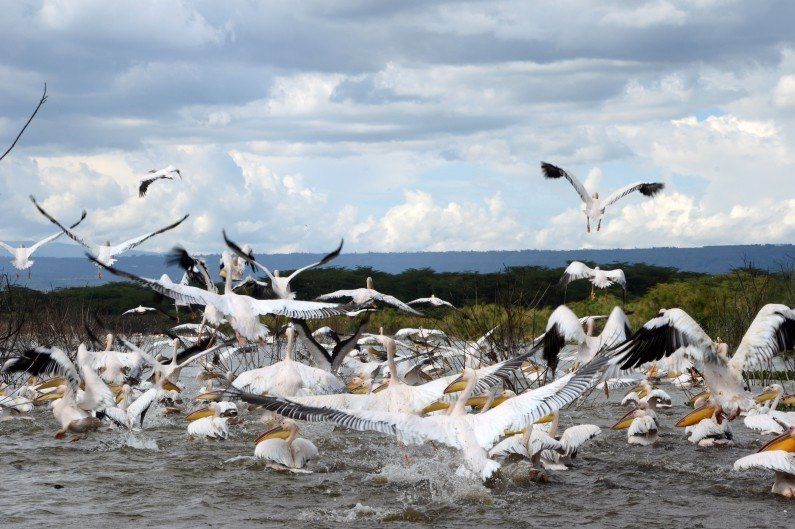 Lac Naivasha - Kenya