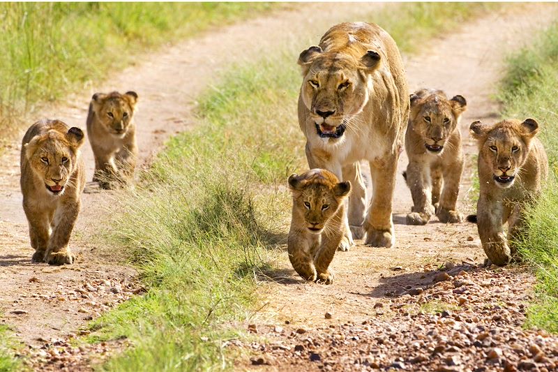 Réserve du Masai Mara - Kenya