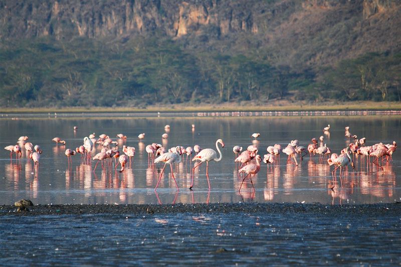 Flamand rose sur le lac Nakuru - Kenya