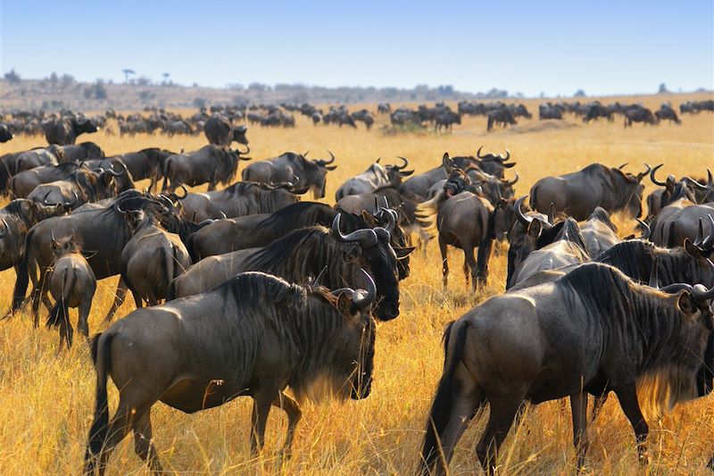 Migration des gnous - Massaï Mara- Kenya