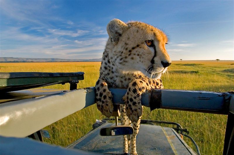 Guépard dans la réserve du Masai Mara -Narok County - Kenya