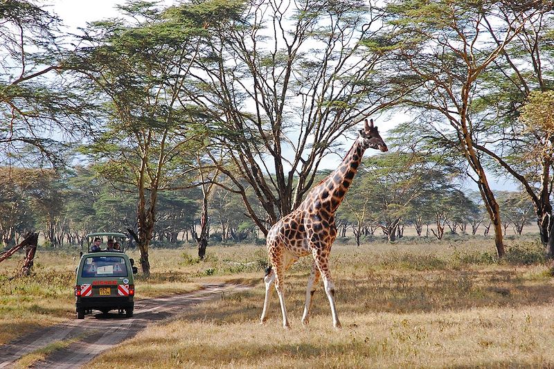 Safari dans le parc National du lac Nakuru - Kenya