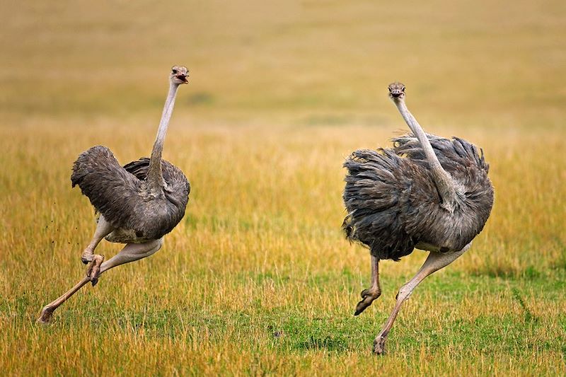 Autruches dans la réserve nationale du Masai Mara - Kenya