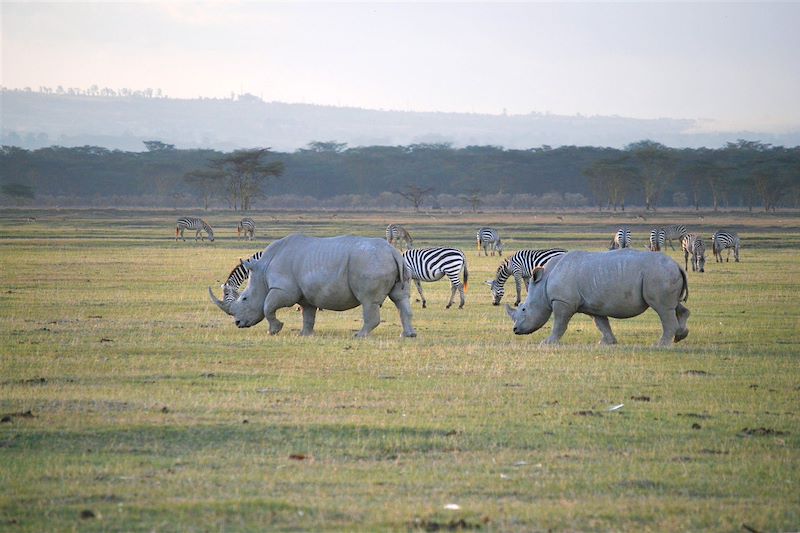 Lac Nakuru - Kenya