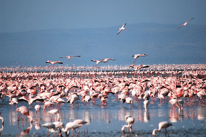 Flamand rose sur le lac Nakuru - Kenya