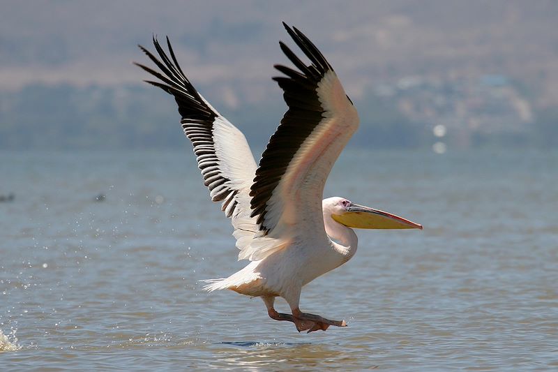 Pélican sur le lac Naivasha - Kenya