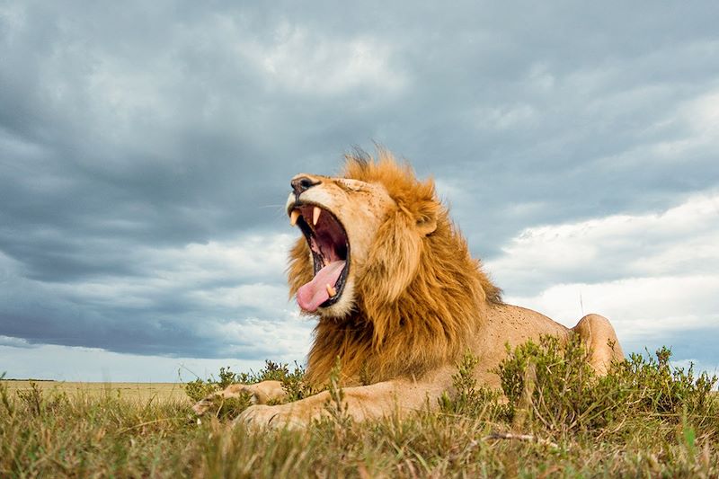 Lion mâle baillant dans la savane - Réserve nationale du Masai Mara - Kenya