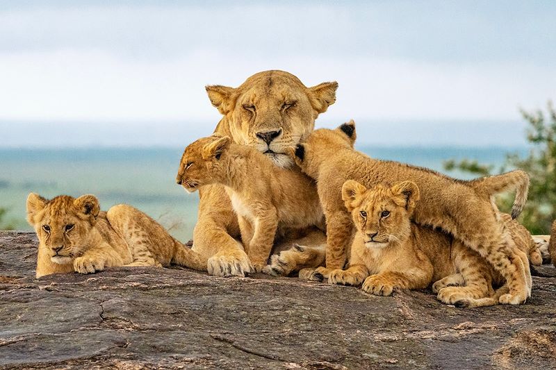 Lionne et ses lionceaux dans la réserve nationale du Masai Mara - Kenya
