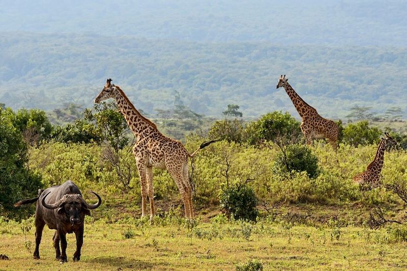 Parc National d'Arusha - Tanzanie