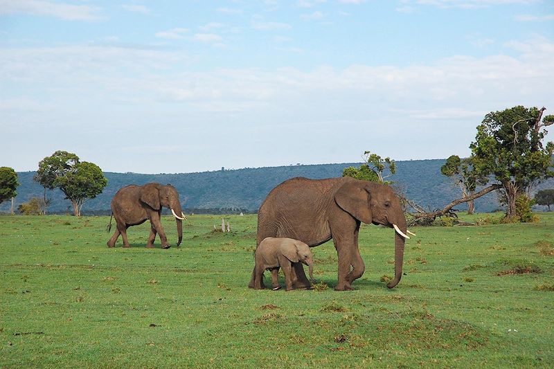 Éléphants dans la réserve nationale du Masai Mara - Kenya