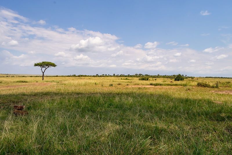 Réserve nationale du Masai Mara - Kenya