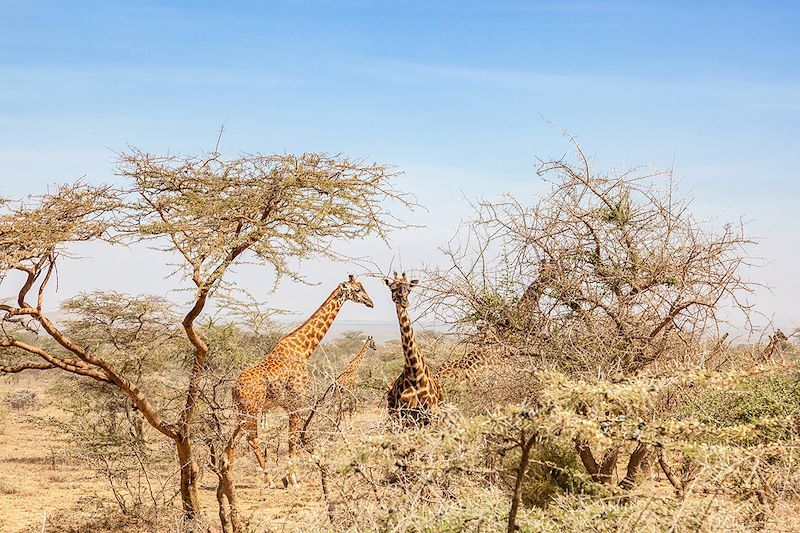 Girafes dans la Réserve Nationale du Masai Mara - Kenya