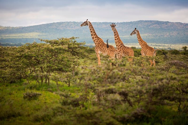 Maji Moto Eco Camp - Massai Mara - Kenya