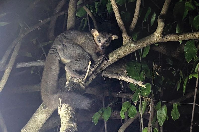 Galago à queue touffue observé lors d'un safari nocturne - Kenya