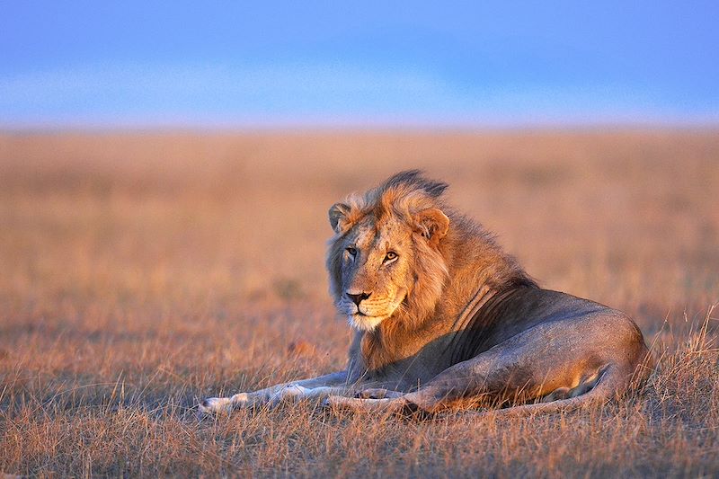 Lion dans la Réserve nationale du Masai Mara - Kenya