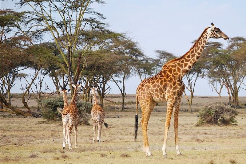 Réserve naturelle de la presqu'île de Crescent island - Kenya