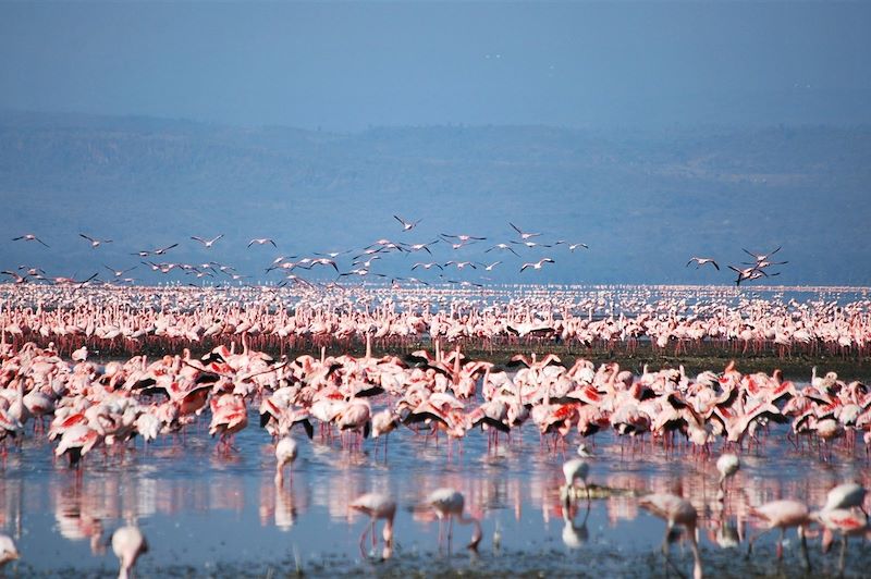 Flamand rose sur le lac Nakuru - Kenya