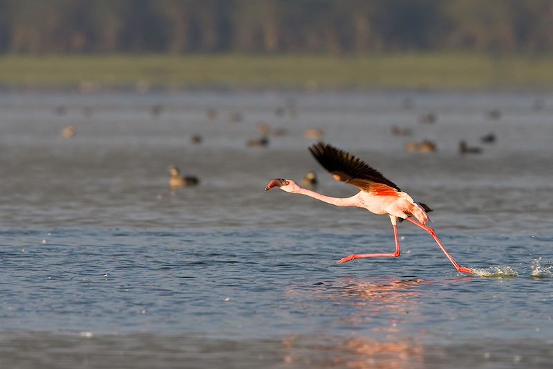 Grand flamant au lac Naivasha - Kenya