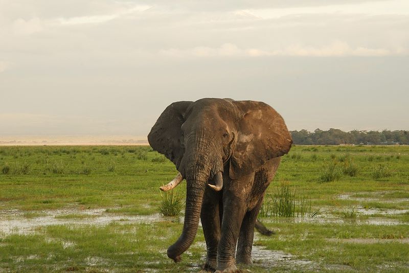 Éléphant dans le parc national d'Amboseli - Kenya