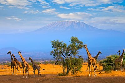 voyage Safari du Kilimandjaro au Masai Mara 