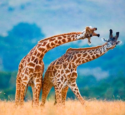 Voyages sur mesure Kenya