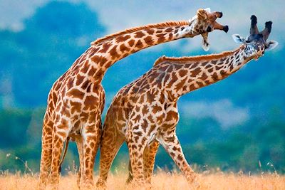 Kenya, l'aventure Beach 5