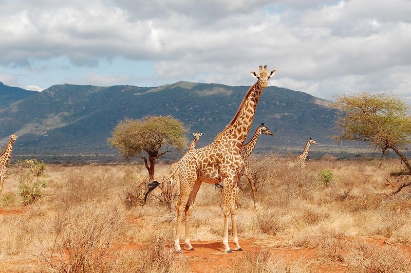 En train au Kenya ! 