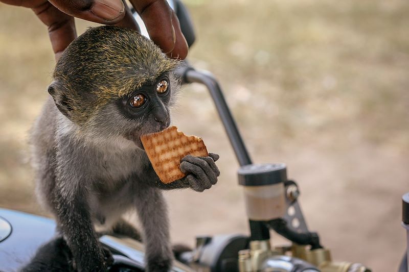 En train au Kenya ! 