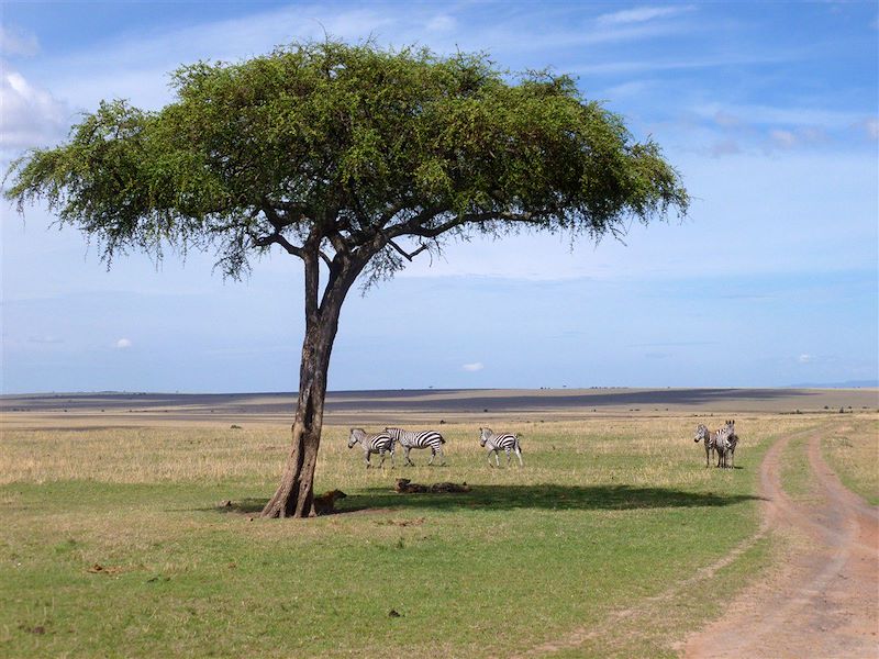 Le Kenya sous les étoiles