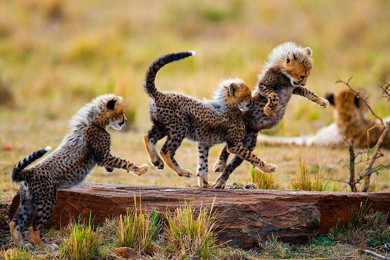 Guépardeaux jouant dans le Parc national du Serengeti - Tanzanie