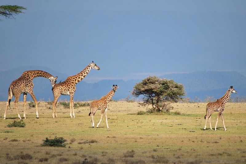 Ma tribu en pleine savane 