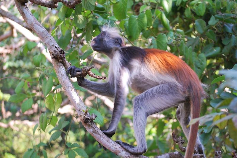 Parc national Jozani Chwaka Bay - Ile d'Unguja - Zanzibar - Tanzanie