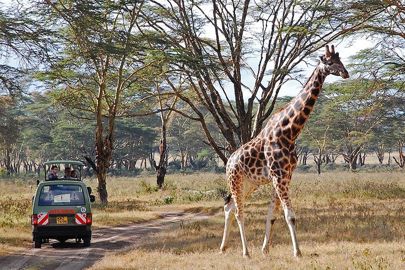 Safari dans le parc National du lac Nakuru - Kenya