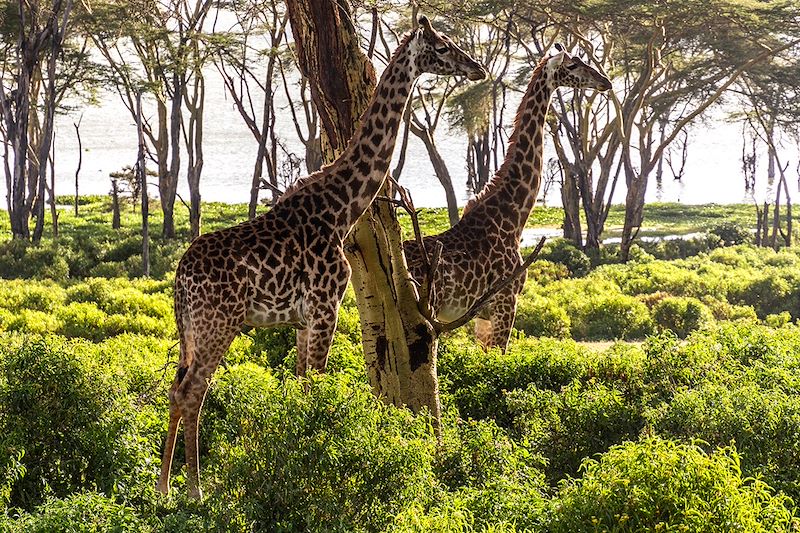 Girafes sur l'île de Crescent Island - Kenya