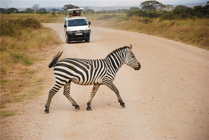 Safari dans le parc national d'Amboseli - Kenya