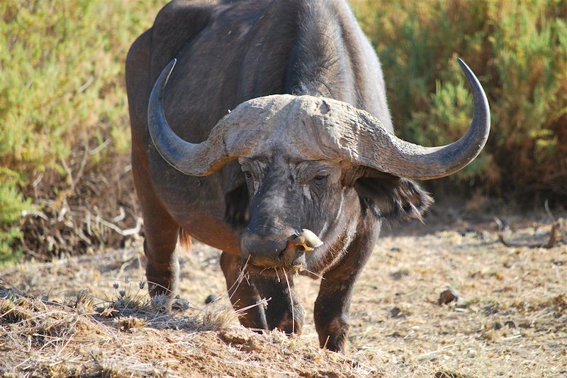 Daktari, Lions et Chimpanzés au Kenya