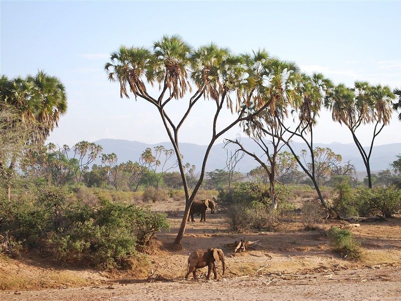 Elephants dans la réserve nationale de Samburu - Kenya