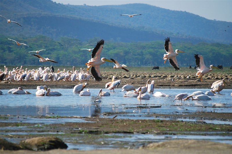 Pélicans sur le lac Nakuru - Kenya