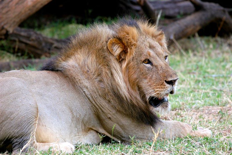 Daktari, Lions et Chimpanzés au Kenya