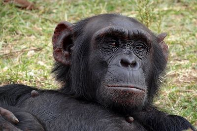 voyage Daktari, Lions et Chimpanzés au Kenya