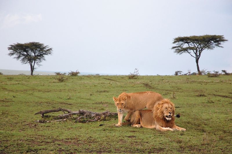 Lions dans la réserve nationale du Masai Mara - Kenya