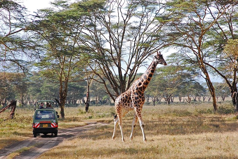 Daktari, Lions et Chimpanzés au Kenya