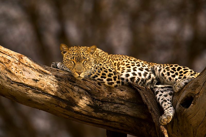 Léopard dans la Réserve nationale du Samburu - Kenya