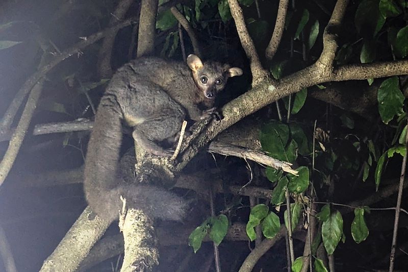 Galago à queue touffue observé lors d'un safari nocturne - Kenya
