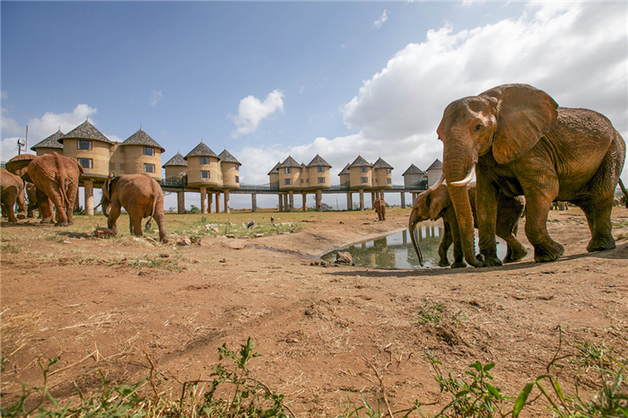 Salt Lick Safari Lodge - Parc de Tsavo Ouest - Kenya