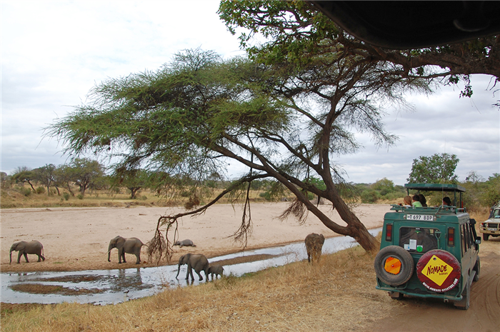 Safari en Tanzanie
