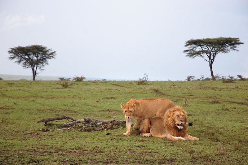 Lions dans la réserve nationale du Masai Mara - Kenya