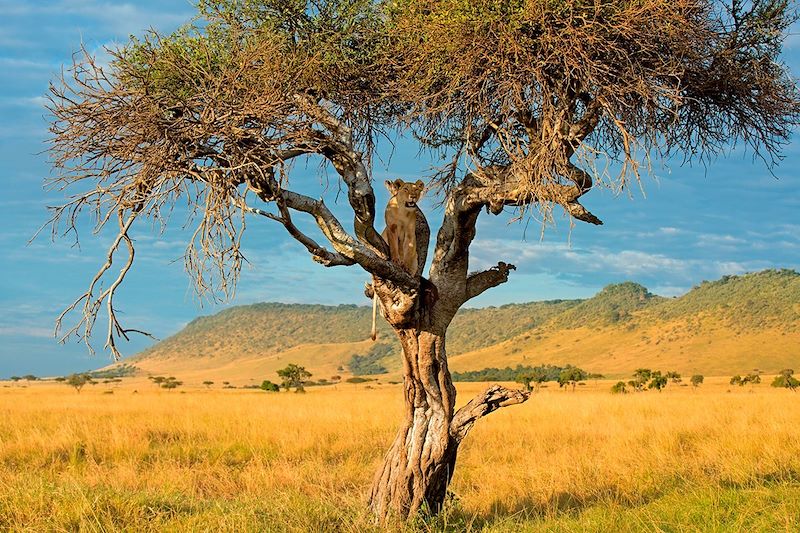 Lionne - Réserve du Masai Mara - Kenya