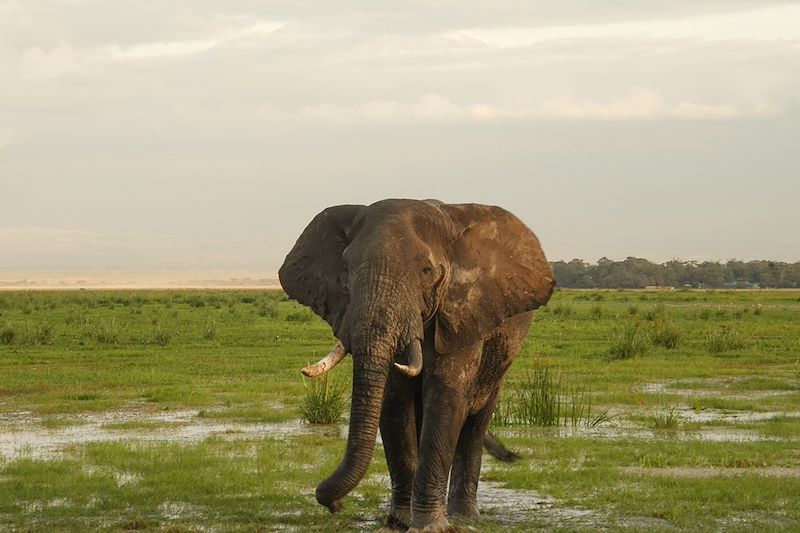 Éléphant dans le parc national d'Amboseli - Kenya