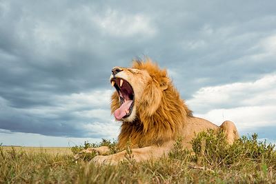 voyage Du Masai Mara à l'Océan Indien